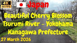 Beautiful Cherry Blossom at Tsurumi River - Yokohama - Kanagawa Prefecture - Japan - 27 March 2026