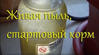 Живая пыль, стартовый корм для мальков – разведение в домашних условиях / Инфузория туфелька