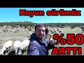 KUZULARI MERAYA SALDIK~KOYUN SÜRÜMÜZ MERAYI KAPLADI~MAŞALLAH