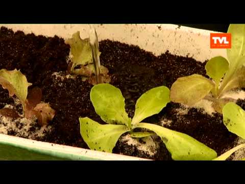 Video: Moestuin Op De Vensterbank