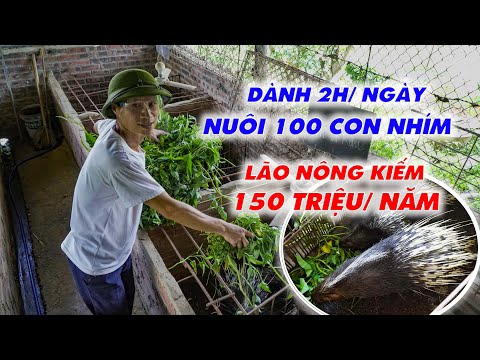 Video Thăm mô hình nuôi nhím làm giàu || Lão nông chia sẻ... - youtube