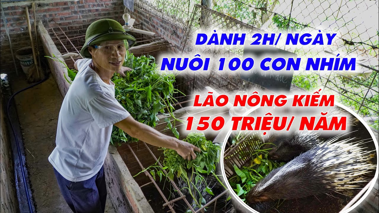 Thăm mô hình nuôi nhím làm giàu || Lão nông chia sẻ kinh nghiệm & kỹ thuật nuôi nhím cho bà con