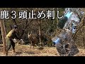 鹿,三頭,連続止め刺し。猪や鹿の狩猟動画、田舎暮らしを発信中！deer hunter in japan