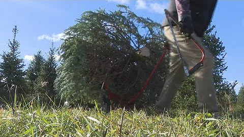 Permits to cut Christmas trees are available