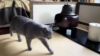 quiet life with a rescue cat | cat and tea ceremony utensils | British shorthair by Little but Graceful 446 views 3 years ago 1 minute, 31 seconds