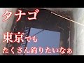 【タナゴ釣り】ただいま修行中 ！ウキを沈めるの？【小物釣り】micro fishing