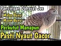 Perkutut Lokal Gacor 1000% DUKUN OBAT MALAS BUNYI, kutut lokal gacor LANGSUNG RAMAI NYAUT GACOR