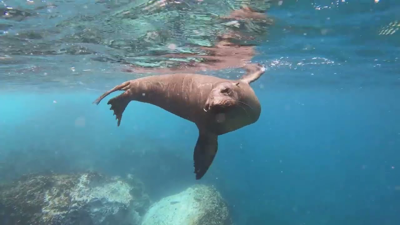 Sea Lions Are the Loudest Beach Bums Ever!