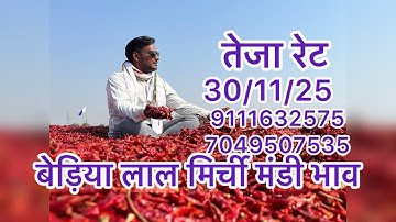 Baidia Mirchi Mandi Price 30/11/25 Biggest Mirchi Mandi Price World Famous Mirchi Mandi 7240925806