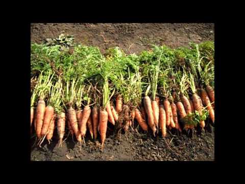 Урожай морковки
