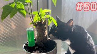 The immigrant cat aims house plants