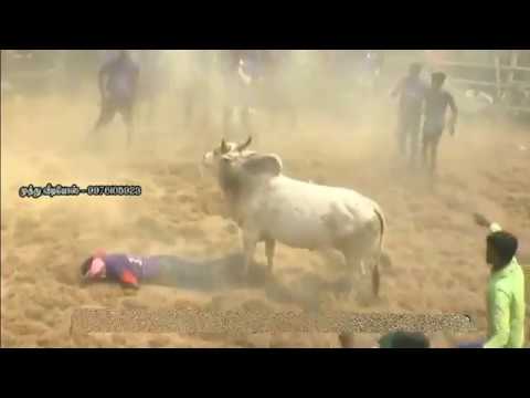 JALLIKATTU Bull Knocks Down a Man  Best Bull of All Time  Murattu Kaalai