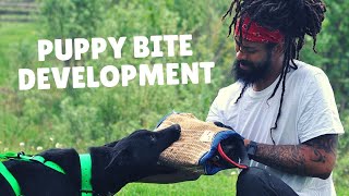 How to Do Puppy Bite Work | Grassroots K9