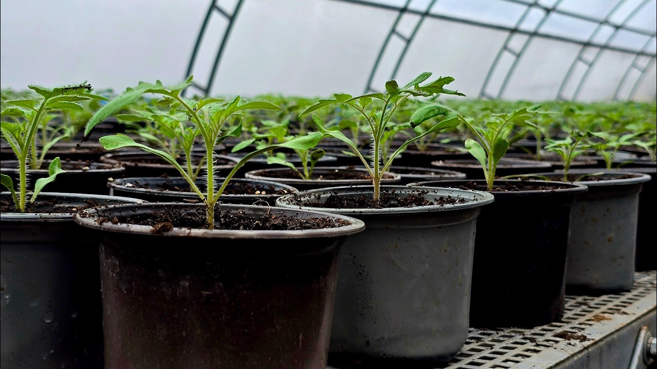 Перевалка розсади томата. Стан рослин після перевалки.