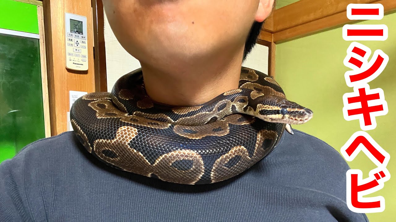 When You Are Strangled By A Python Youtube