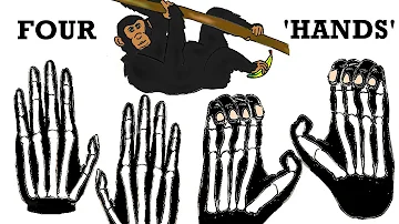 Do monkeys have arms and legs?