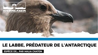 Espèce de... Skua par Malia Chaton