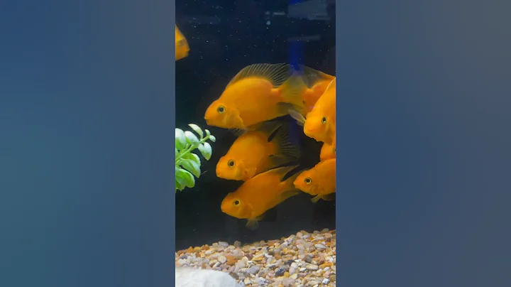 Parrot Fish  - Yes or No? #shorts - DayDayNews
