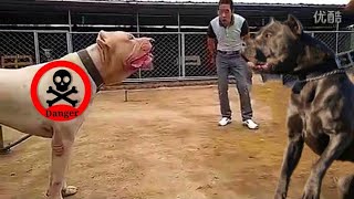 كلب الباندوج ، سلالة أكلي لحوم البشر، ضد ، كلب دوجو أرجنتينو،اخطر و اشرس كلب في العالم😱