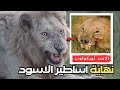 نهاية حكم الشبح الابيض الاسد كاسبر في جنوب افريقيا والعثور علي رأس وأرجل اسد كينيا الشهير mp3