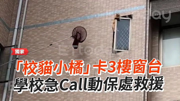 校猫小橘卡3楼窗台😿动保处即刻救援｜宠物动物｜橘猫｜猫咪｜精选影片 - 天天要闻