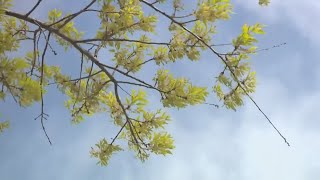 Why 2026 is a brutal year for allergy sufferers in Colorado