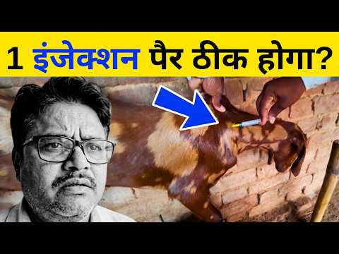 1 इंजेक्शन के बाद बकरी के पैर में क्या सुधार हुआ? | Goat Treatment Vlog | Omprakash Ausar Goat Farm