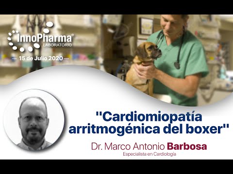 Vídeo: Cardiomiopatia En Gossos Boxers