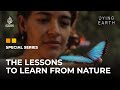Nothing Grows Forever: The lessons to learn from nature | Dying Earth: E7 | Featured Documentary