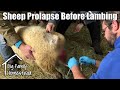 Sheep Prolapse Before Lambing