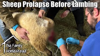 Sheep Prolapse Before Lambing