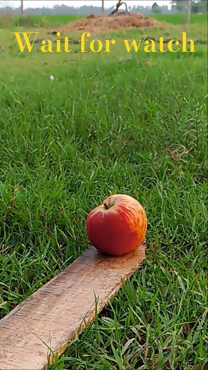 Roots (Lo Fi) Apple shorts #song #short  # viral