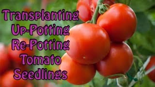 Tomato Seedlings Transplanting Complete Guide Quick & Easy