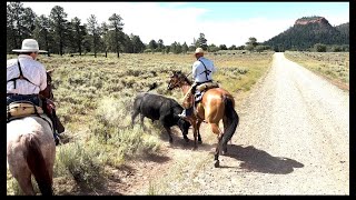 Fighting Bulls And Selling Horses