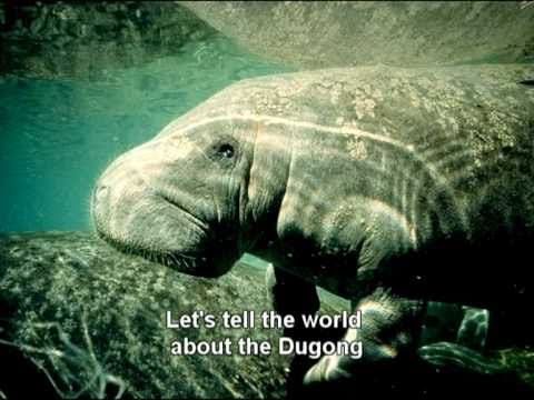 Dugong Song - Let's Love The Dugong