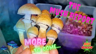 Due to popular demand, The Mush Report will be coming back. #ubtek #mushroom #cubes