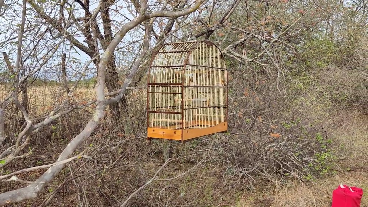 15 de fevereiro de 2026