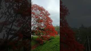 Napadaan Ako Nakita Ko To Ang Ganda Bulaklak