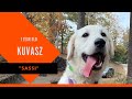 Sassi | 1 Year Old Kuvasz | Doggy Boot Camp Columbus, GA | Dog Trainer Columbus,  GA