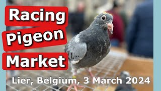 Racing Pigeon Market Lier, Belgium (3 March 2024)