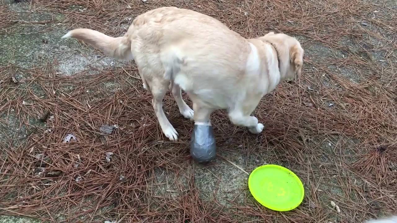 Stanley in his OrthoPets Dog Prosthetic