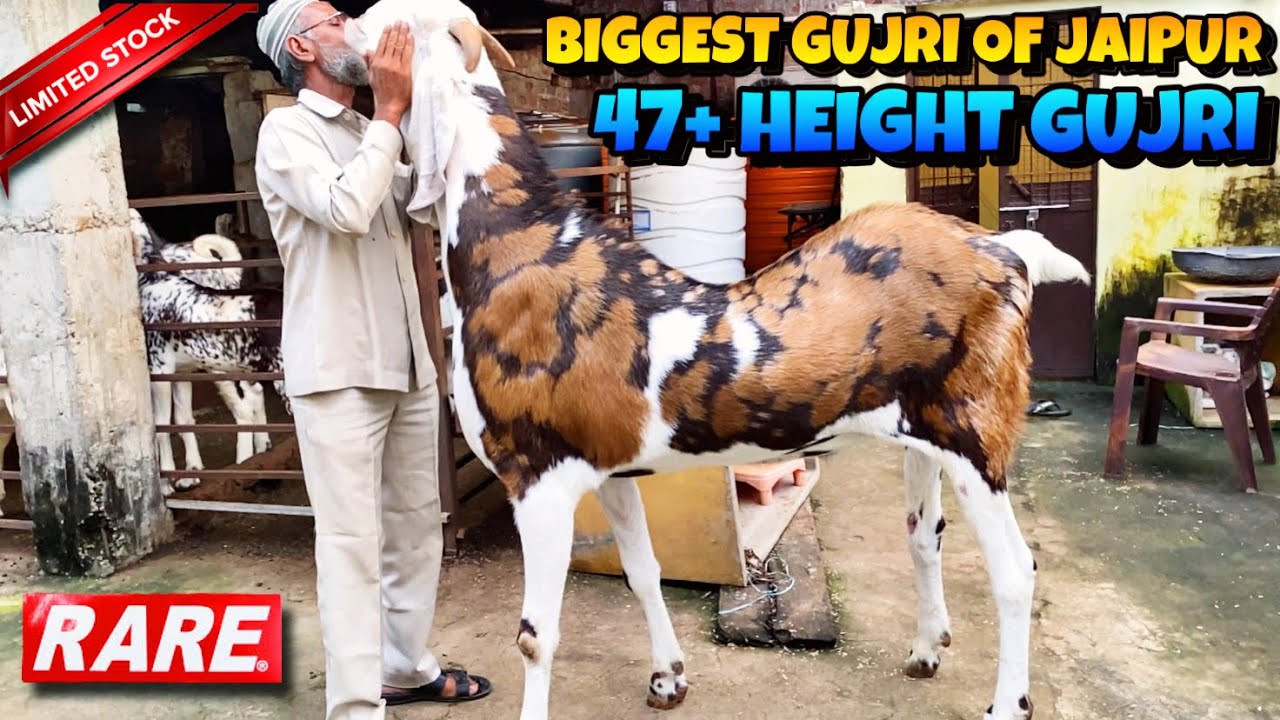 BIGGEST GUJRI of JAIPUR Rajasthan with UMAR USTAD | isse BADA GUJRI nahi Dekhne Milega