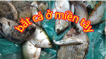 "cách BẮT CÁ RÔ PHI Ở VÙNG QUÊ"cảnh đẹp miền quê tiền Giang"phương Mỹ điền vlog