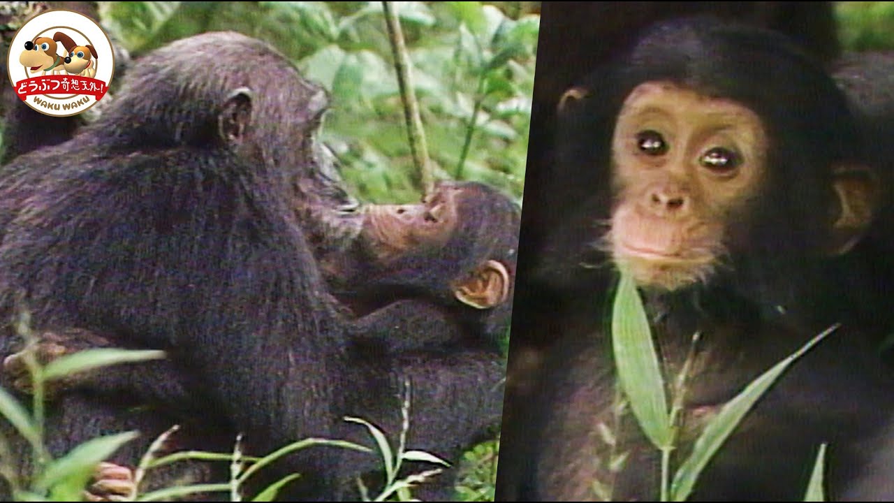 【すごい愛情】チンパンジーの子育てが濃密すぎる！移動中もしがみついたまま！母と子のベッタリ生活をご紹介【どうぶつ奇想天外／WAKUWAKU】