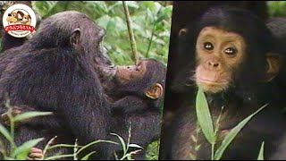 【すごい愛情】チンパンジーの子育てが濃密すぎる移動中もしがみついたまま母と子のベッタリ生活をご紹介【どうぶつ奇想天外WAKUWAKU】