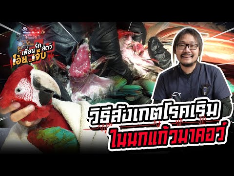 วีดีโอ: โรคมาคอว์เสียในนก