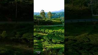 Rindu Kampung Halaman! #shorts #fyp #pedesaan