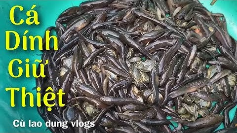 Mồi này mà đem đặc cá BỐNG DỪA thì dính luôn cả thau | Cù Lao Dung Vlogs #128