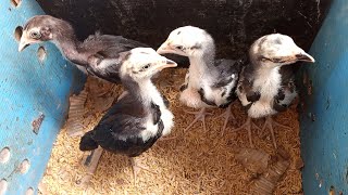 Bumili Ako Ng Warrior Type Aseel Shamo Jolo