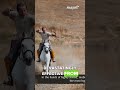 Mongol Composite Bow: Year-Long Craft, 500m Range Mastery